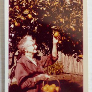 Picking Oranges – Vintage Photograph