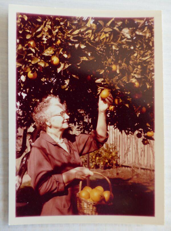 Picking Oranges – Vintage Photograph